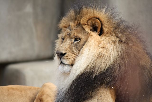 640px-Male_Lion_057