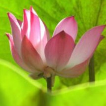 lotusmeditation
