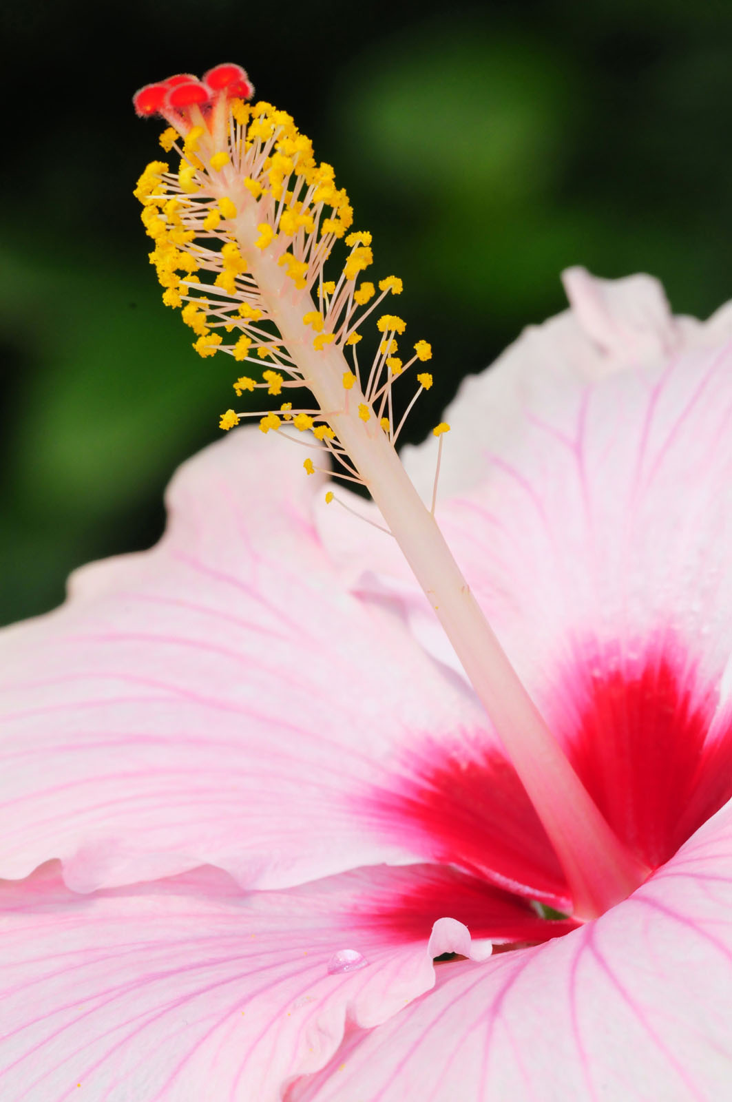 concentração flor