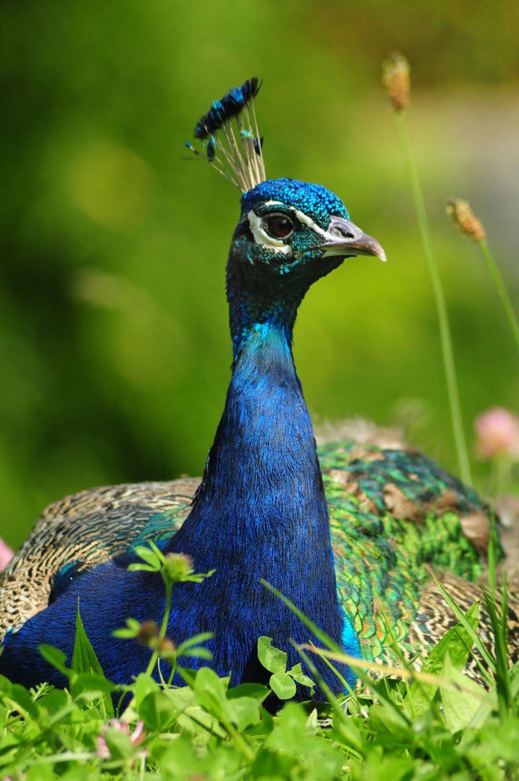 pavão