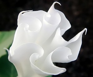 flor meditação branca