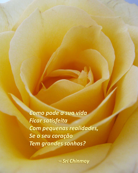 rosa sonhos